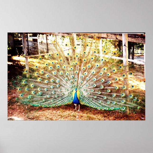 Peacock Poster (Front)