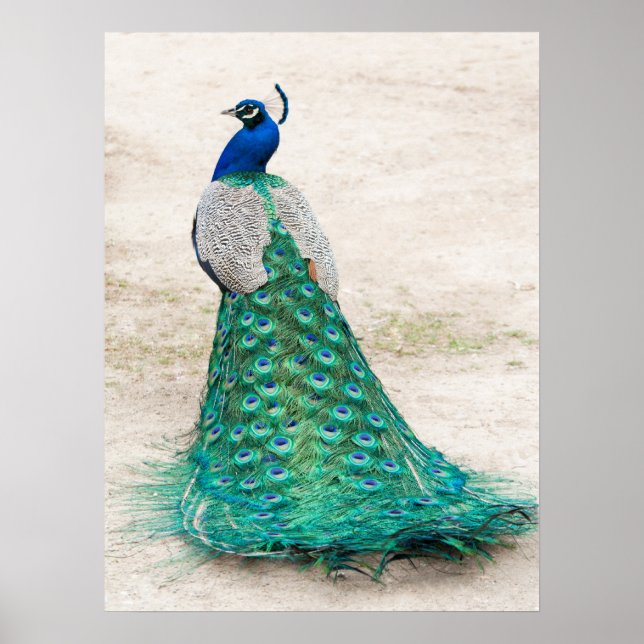 Peacock Poster (Front)