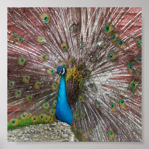 Peacock Poster