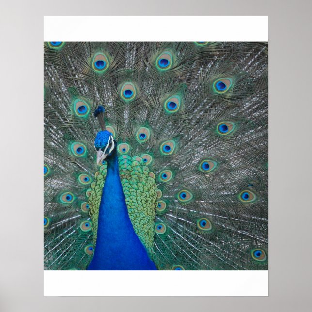 peacock poster (Front)