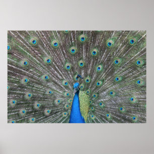 Peacock Poster