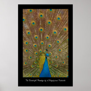 Peacock Poster Print