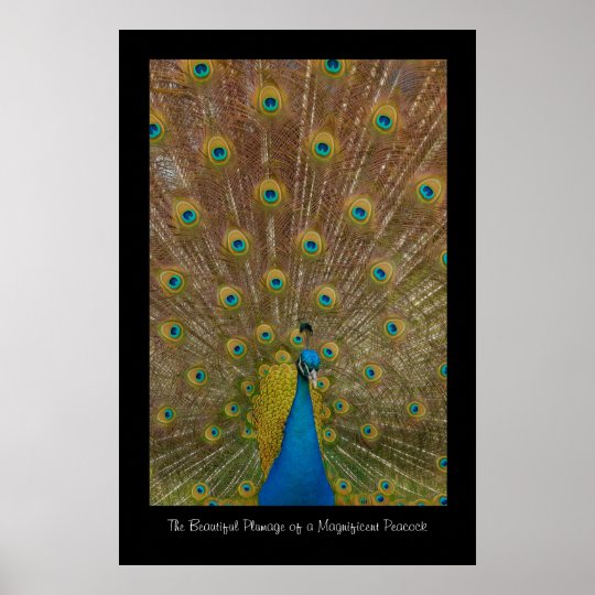 Peacock Poster Print