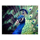 Peacock Poster - R - 0614