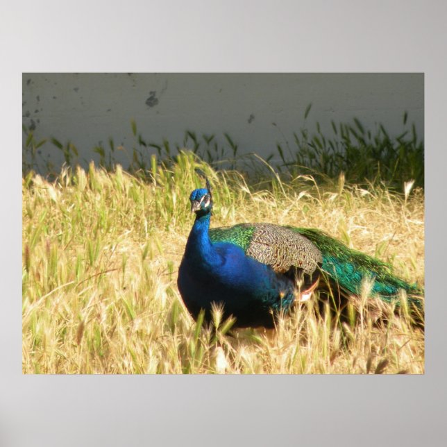 Peacock Print (Front)