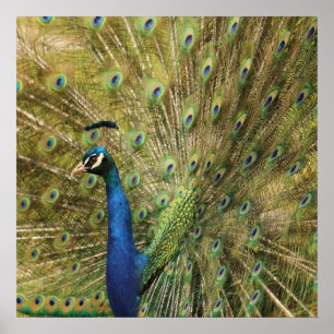 Peacock Print