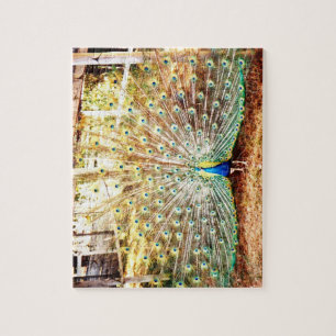 Peacock Puzzle