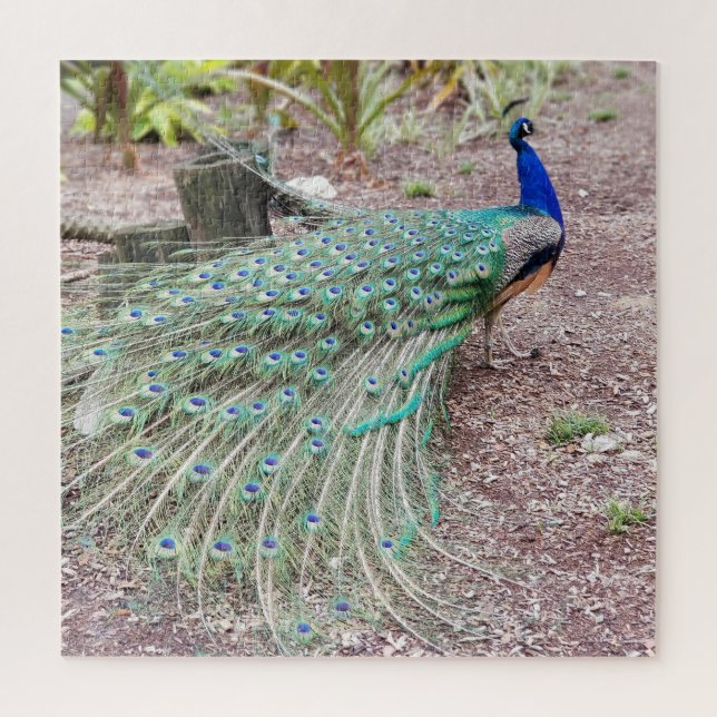 Peacock puzzle (Vertical)