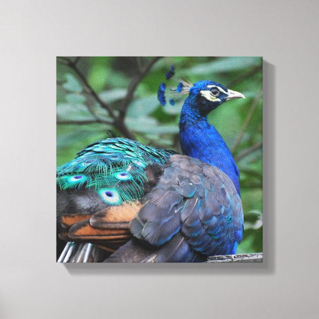 Peacock Roosting Canvas Print (Front)