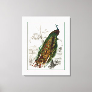 Peacock Roosting Canvas Print