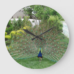 Peacock Round (Large) Wall Clock
