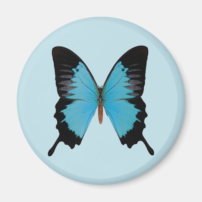 Peacock Royal Magnet (Front)