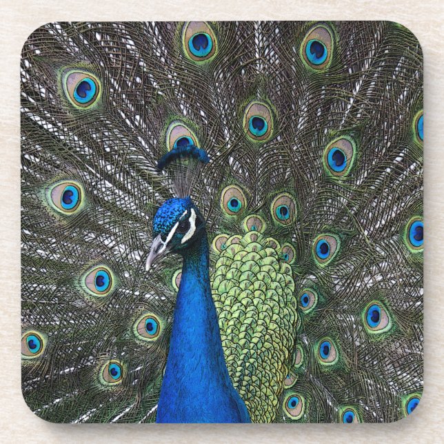 Peacock Set of 6 Coasters (Front)