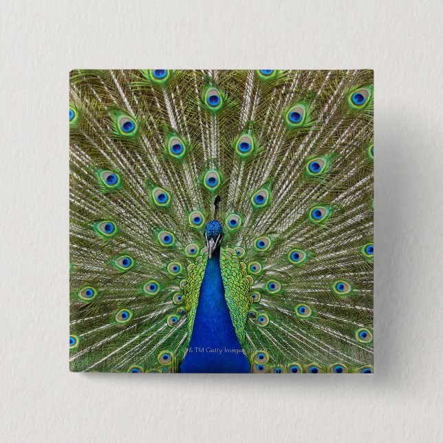 Peacock showing its feathers 2 inch square button (Front)