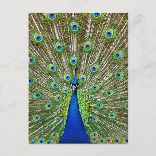 Peacock showing its feathers, as part of a postcard (Front)
