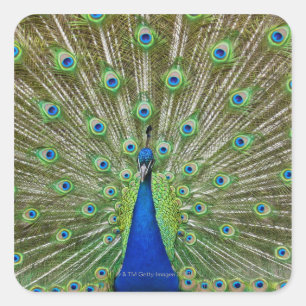 Peacock showing its feathers, as part of a square sticker
