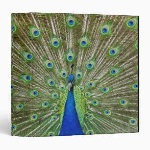 Peacock showing its feathers binder