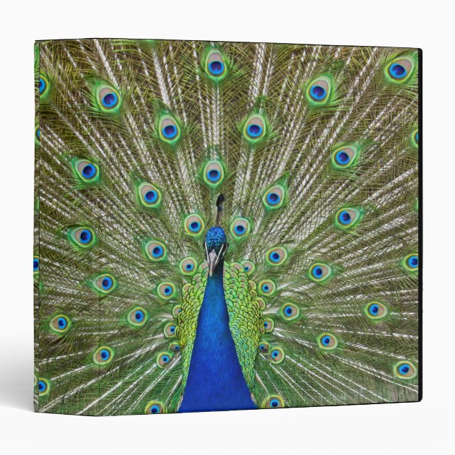 Peacock showing its feathers binder (Front/Spine)