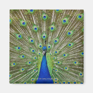 Peacock showing its feathers magnet