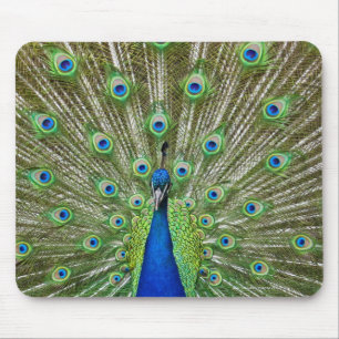Peacock showing its feathers mouse pad