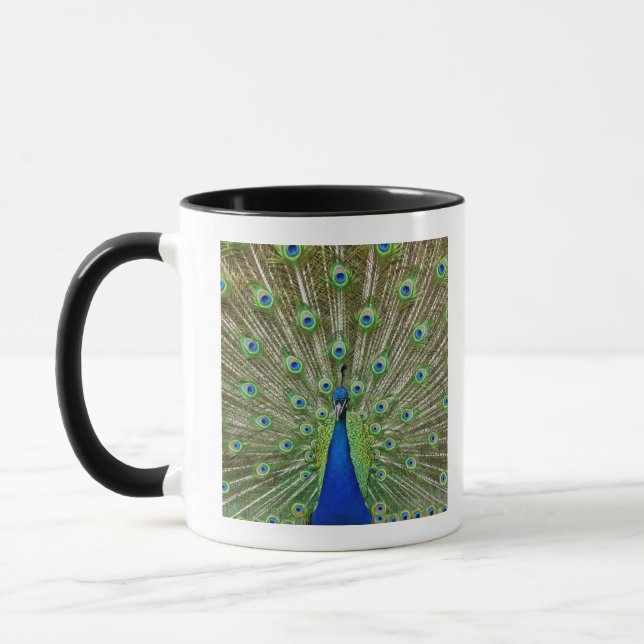 Peacock showing its feathers mug (Left)