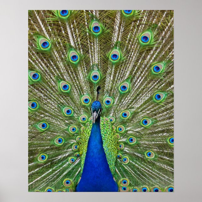 Peacock showing its feathers poster (Front)