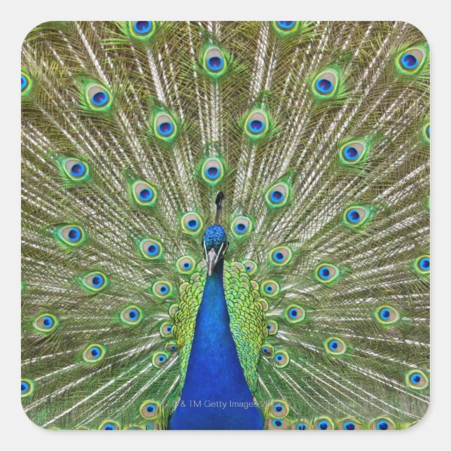 Peacock showing its feathers square sticker (Front)