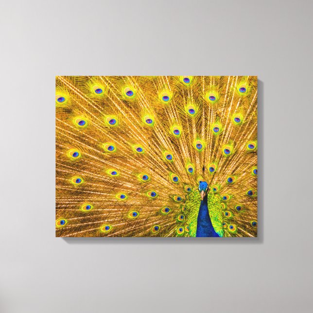 Peacock, Silver Falls, Kauai, Hawaii Canvas Print (Front)