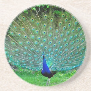 Peacock Slight Coaster
