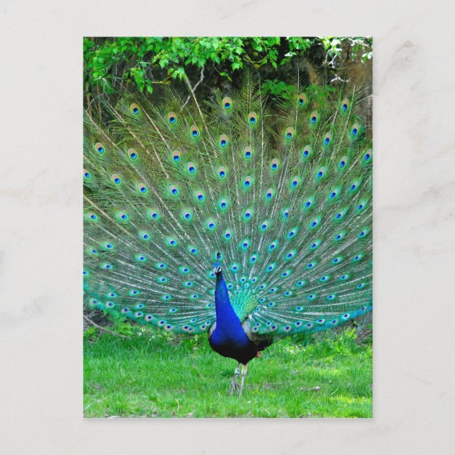 Peacock Slight Postcard (Front)