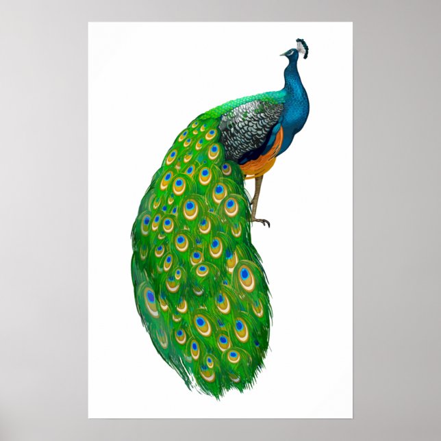 Peacock  Small Poster (Front)