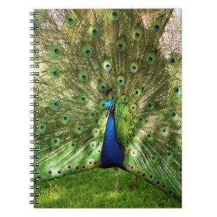 Peacock Spiral Notebook