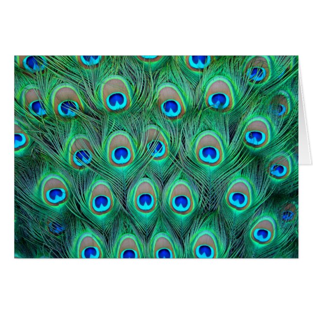 Peacock Splendour (Front Horizontal)