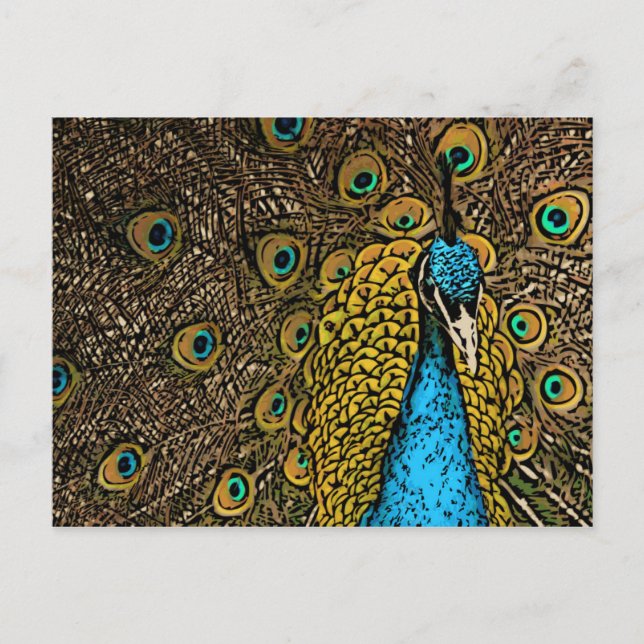 Peacock Splendour Illustration Postcard (Front)