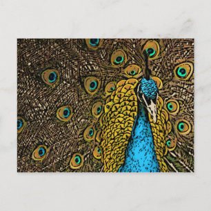 Peacock Splendour Illustration Postcard