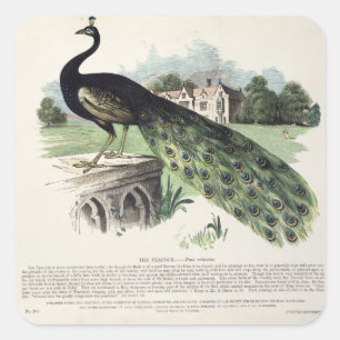 Peacock Square Sticker