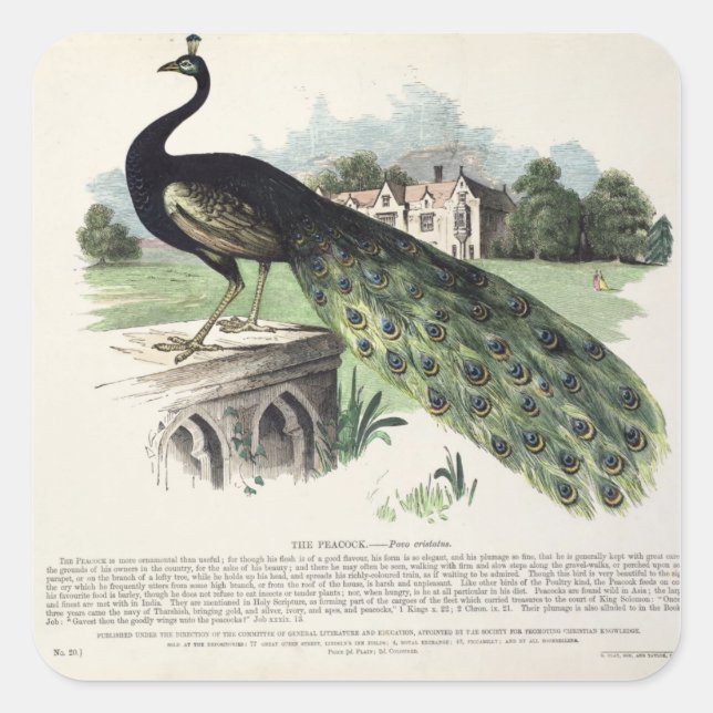Peacock Square Sticker (Front)