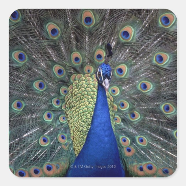 Peacock Square Sticker (Front)