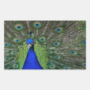 Peacock Sticker