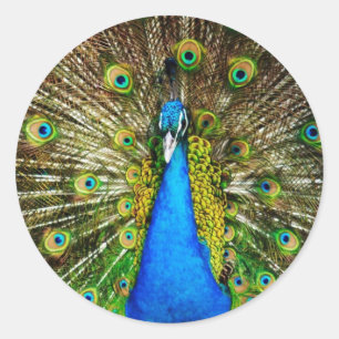 Peacock Stickers