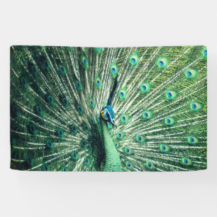 Peacock Strut  Banner