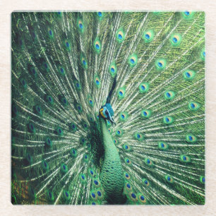 Peacock Strut Glass Coaster