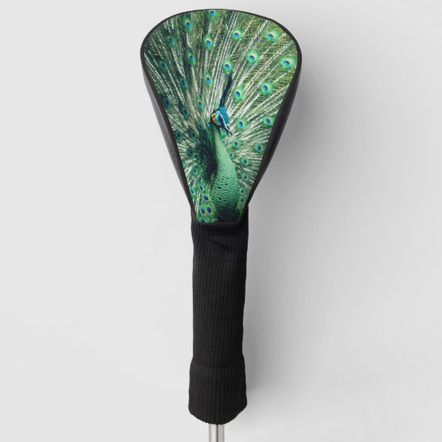 Peacock Strut  Golf Head Cover (Front)