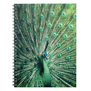 Peacock Strut  Notebook