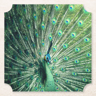 Peacock Strut Paper Coaster