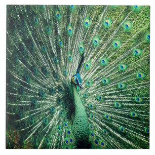Peacock Strut  Tile