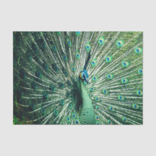 Peacock Strut  Tissue Paper