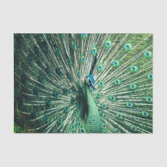Peacock Strut  Tissue Paper (Front)