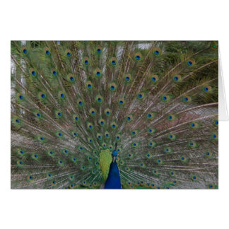 Peacock (Strut Your Stuff) card