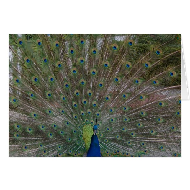 Peacock (Strut Your Stuff) card (Front Horizontal)